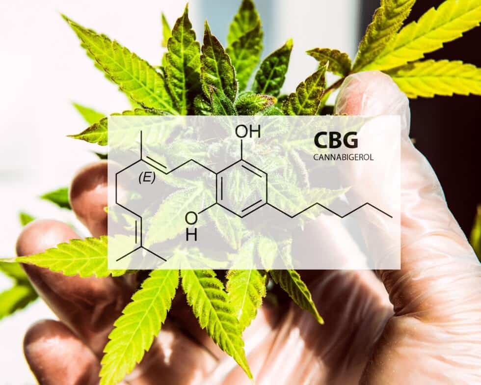 What is the Difference Between CBG vs CBD?