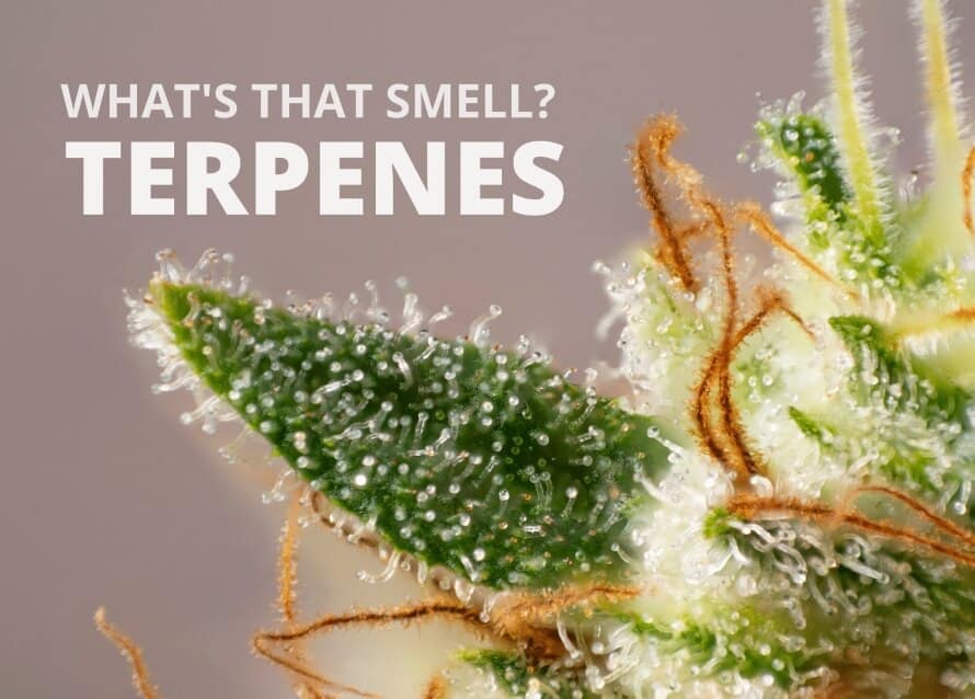 What’s That Smell? Terpenes