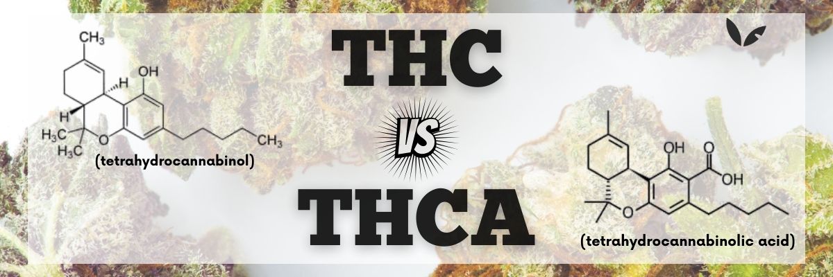 THC vs THCa
