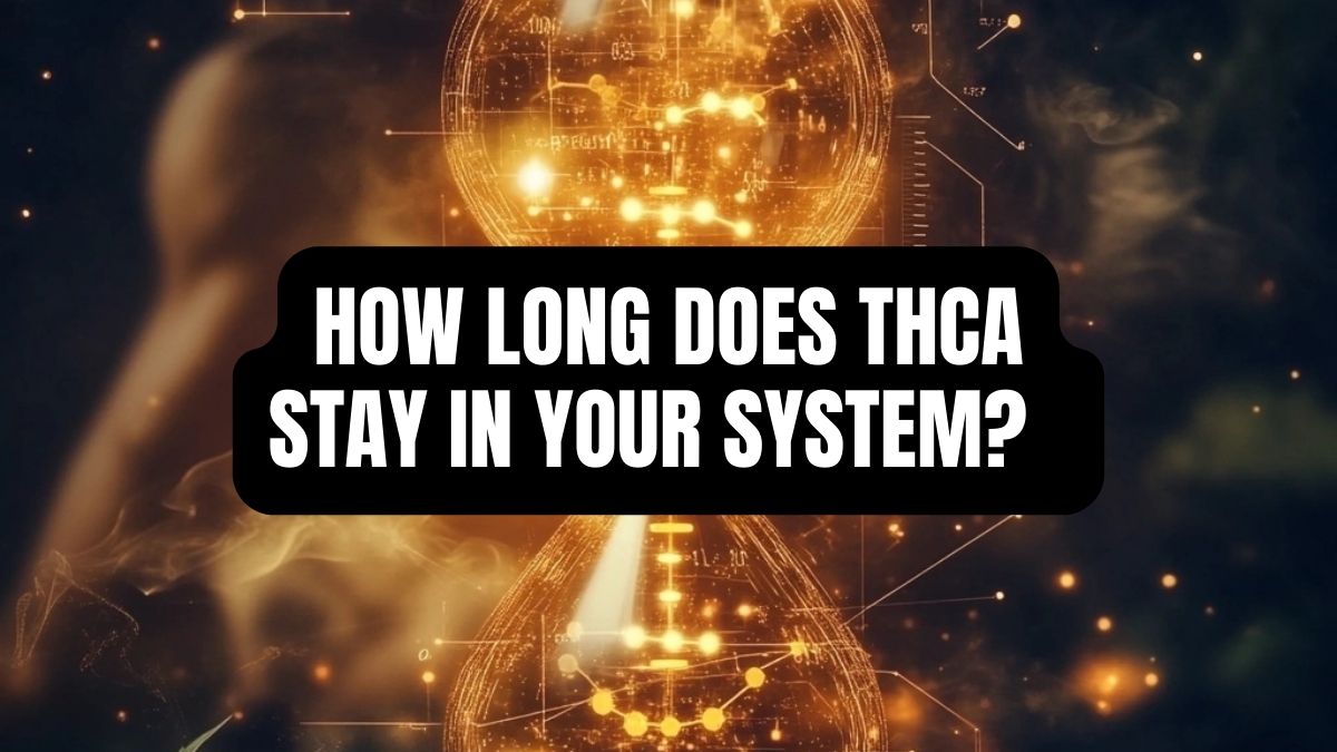 How Long Does THCA Stay In Your System?