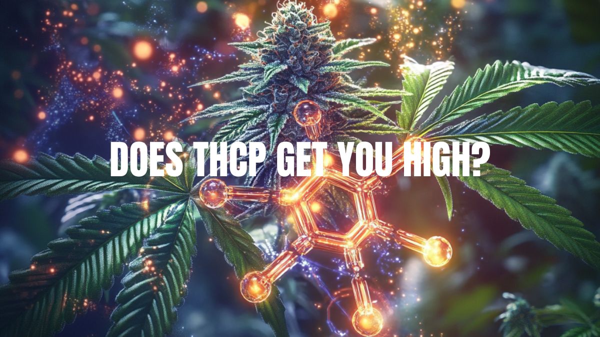 Does THCP Get You High? A Closer Look