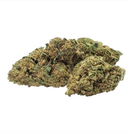Glazed Donut THCa Hemp Flower – Group of Dense, Frosty Buds Rich in Terpenes and Cannabinoids – Top-Shelf THCa Flower Available at Vivimu