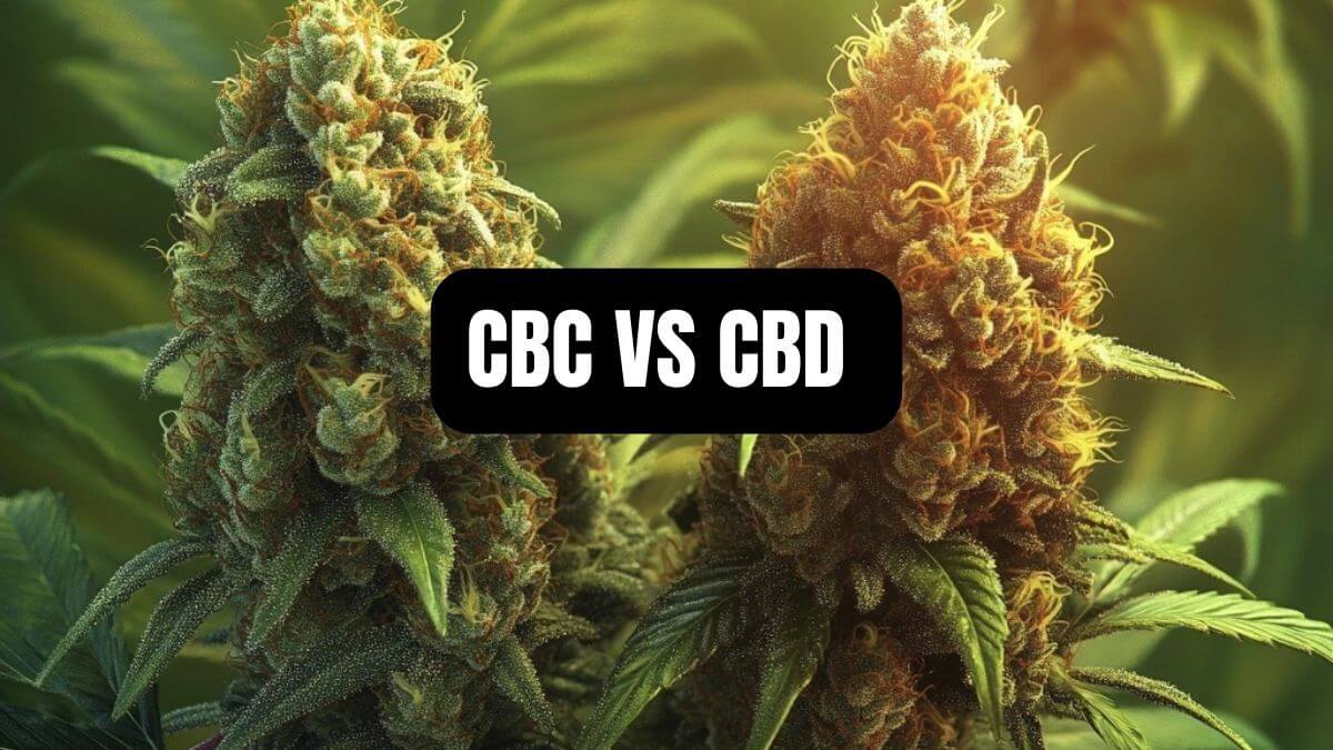 A Beginner’s Guide To CBC Vs CBD: Which One to Use?