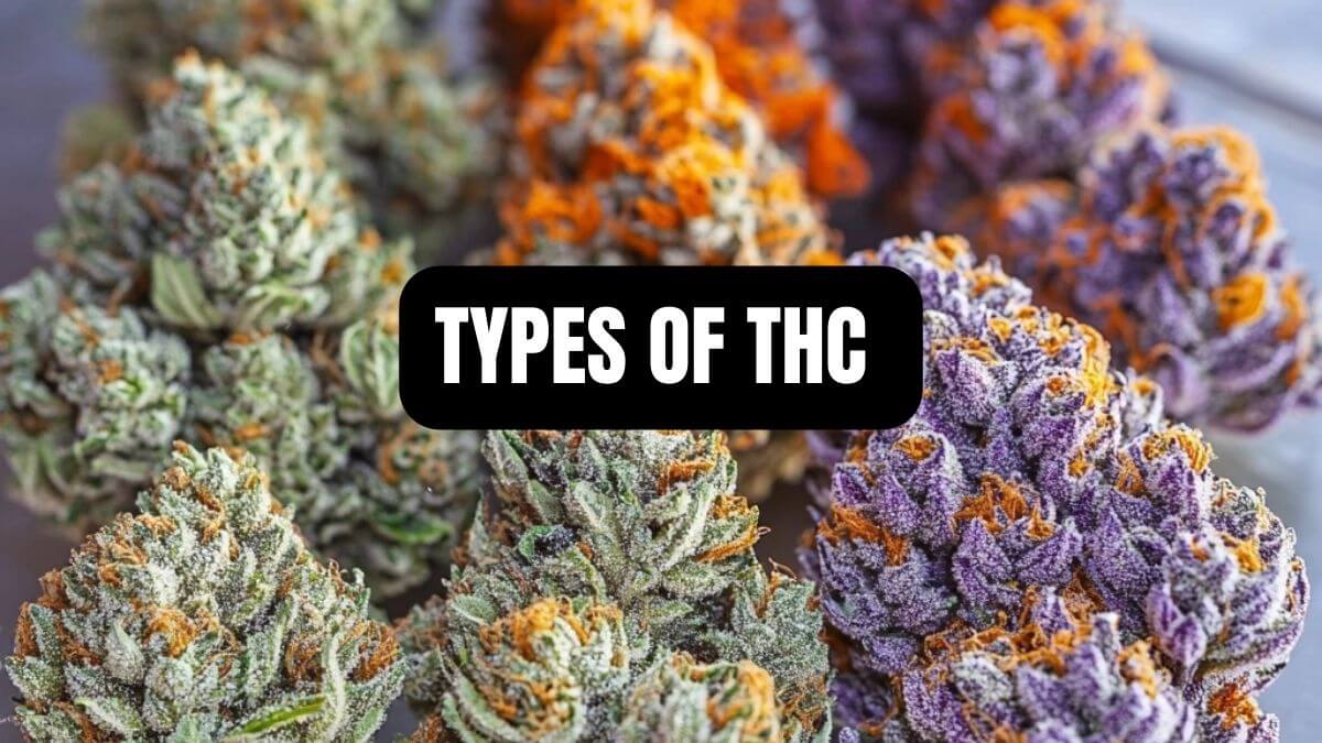 What Are The Different Types of THC? – A Complete Guide
