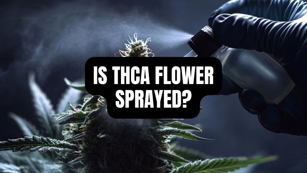 Is THCA Flower Sprayed? The Truth About Cannabis Cultivation