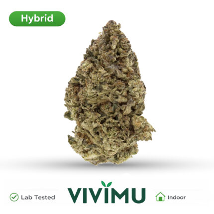 Gelato 45 THCA Flower